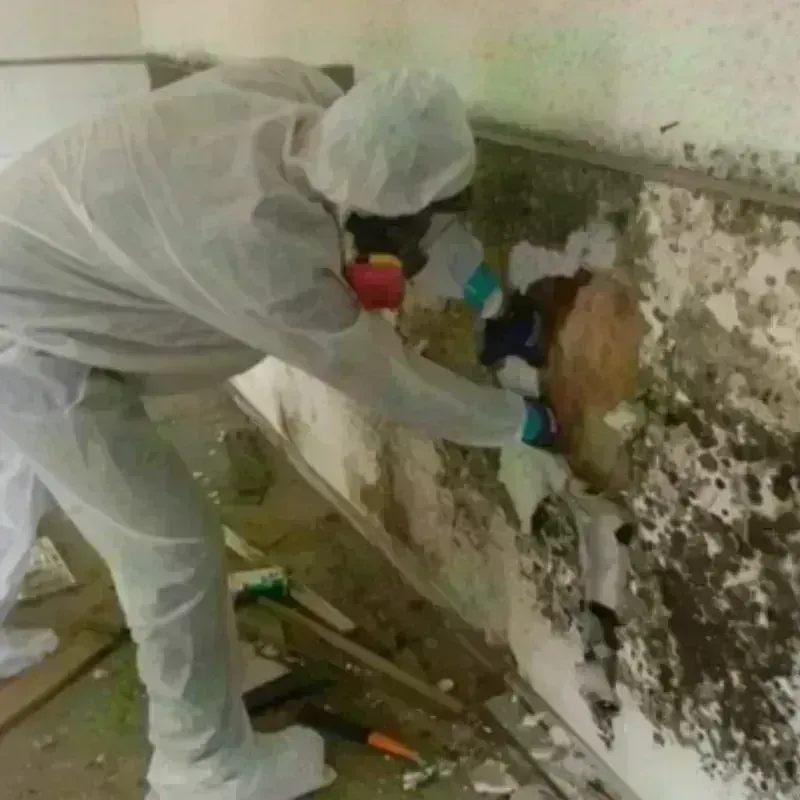 Mold Remediation and Removal in Salem, NH